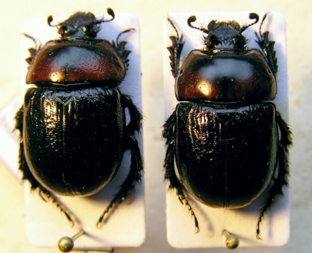 Odontotrypes bimaculatus Cervenka, 2001  (Geotrupidae)